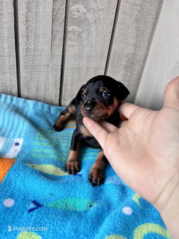 Pepper AKC  – Miniature Pinscher puppy for sale in Dunn, NC