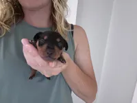Pepper , a male Miniature Pinscher for sale in Dunn, NC – 6 of 6
