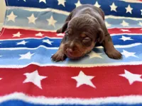 Belle , a female Miniature Pinscher for sale in Dunn, NC – 6 of 9