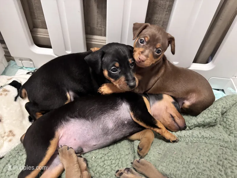 Belle  – Miniature Pinscher puppy for sale in Dunn, NC