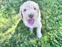 Jester f1b, a male Labradoodle and Poodle - Standard  for sale in Dunn, NC – 4 of 10