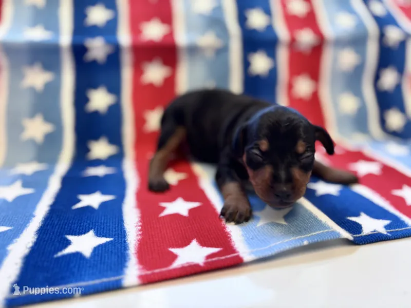 Pepper  – Miniature Pinscher puppy for sale in Dunn, NC