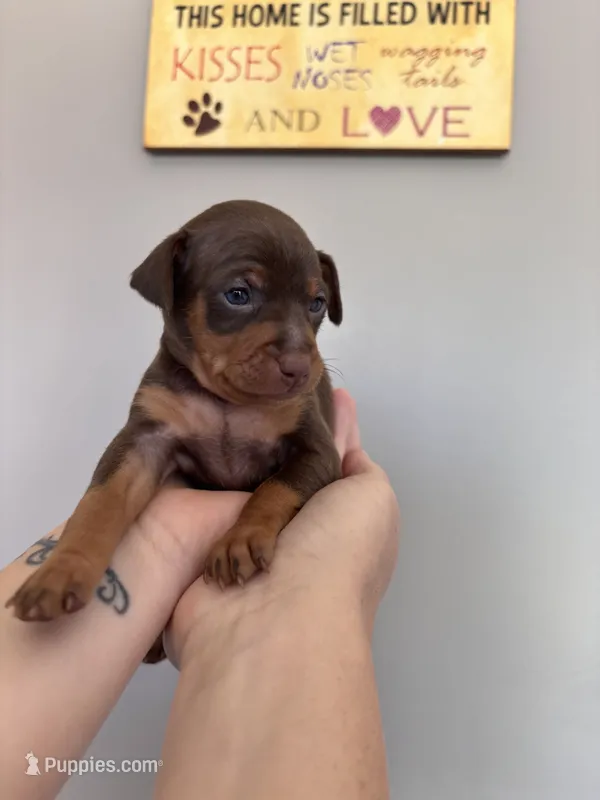 Belle  – Miniature Pinscher puppy for sale in Dunn, NC