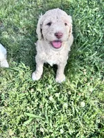 Jester f1b, a male Labradoodle and Poodle - Standard  for sale in Dunn, NC – 8 of 10