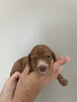 Pumpkin AkC , a male Miniature Dachshund for sale in Dunn, NC – 7 of 7