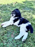 Nova  F1b /CKC , a female Labradoodle and Poodle - Standard  for sale in Dunn, NC – 3 of 9