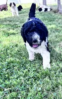 Nova  Blk/white parti F1b , a female Labradoodle and Poodle - Standard  for sale in Dunn, NC – 3 of 6