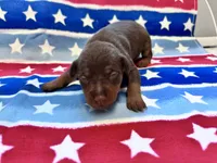 Belle , a female Miniature Pinscher for sale in Dunn, NC – 3 of 9