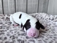 Chip, a male Labradoodle for sale in Dunn, NC – Photo 6 of 7