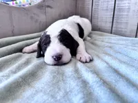 Chip Chocolate/white / CKC registered , a male Labradoodle for sale in Dunn, NC – Photo 4 of 10