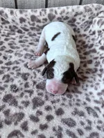 Chip, a male Labradoodle for sale in Dunn, NC – Photo 7 of 7