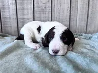 Chip Chocolate/white / CKC registered , a male Labradoodle for sale in Dunn, NC – Photo 2 of 10