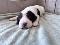 Chip Chocolate/white / CKC registered , a male Labradoodle for sale in Dunn, NC – Photo 3 of 10