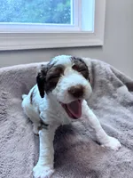 Chip Chocolate/white / CKC registered , a male Labradoodle and Poodle - Standard  for sale in Dunn, NC – 3 of 7