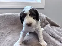Chip Chocolate/white / CKC registered , a male Labradoodle and Poodle - Standard  for sale in Dunn, NC – 5 of 7