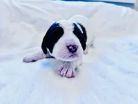 Chip Chocolate/white / CKC registered , a male Labradoodle for sale in Dunn, NC – Photo 9 of 10