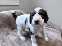 Chip Chocolate/white / CKC registered , a male Labradoodle and Poodle - Standard  for sale in Dunn, NC – 1 of 7