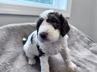 Chip Chocolate/white / CKC registered , a male Labradoodle and Poodle - Standard  for sale in Dunn, NC – 4 of 7