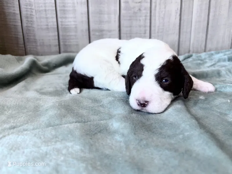 Chip Chocolate/white / CKC registered  – Labradoodle puppy for sale in Dunn, NC