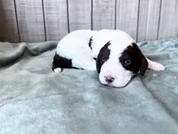 Chip Chocolate/white / CKC registered , a male Labradoodle for sale in Dunn, NC – Photo 1 of 10