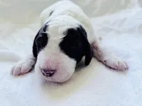 Chip Chocolate/white / CKC registered , a male Labradoodle for sale in Dunn, NC – Photo 7 of 10