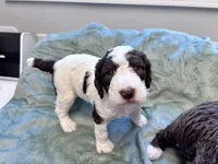 Chip Chocolate/white / CKC registered , a male Labradoodle and Poodle - Standard  for sale in Dunn, NC – 6 of 7