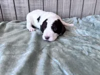 Chip Chocolate/white / CKC registered , a male Labradoodle for sale in Dunn, NC – Photo 6 of 10