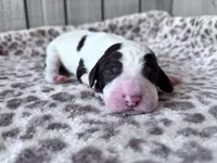 Chip, a male Labradoodle for sale in Dunn, NC – Photo 2 of 7
