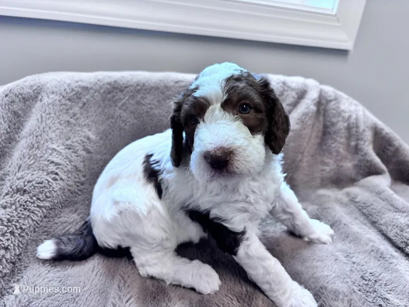 Chip Chocolate/white / CKC registered  – Labradoodle puppy for sale in Dunn, NC
