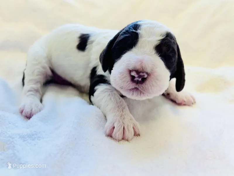 Chip CKC registered  – Labradoodle puppy for sale in Dunn, NC