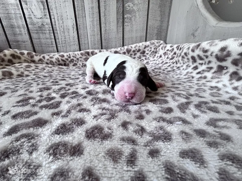 Chip – Labradoodle puppy for sale in Dunn, NC