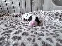 Chip, a male Labradoodle for sale in Dunn, NC – Photo 1 of 7