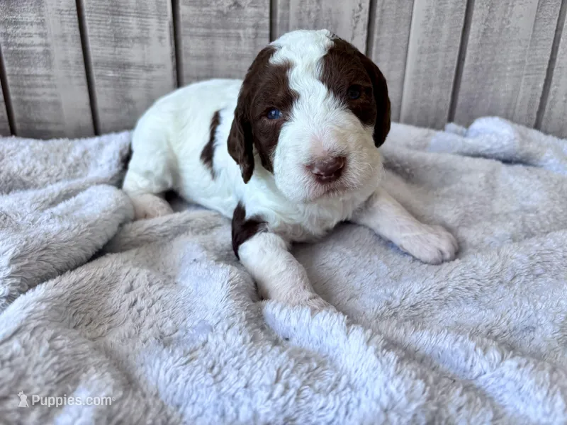 Chip Chocolate/white / CKC registered  – Labradoodle puppy for sale in Dunn, NC