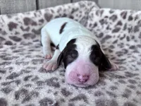 Chip, a male Labradoodle for sale in Dunn, NC – Photo 4 of 7