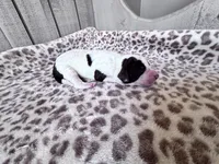 Chip, a male Labradoodle for sale in Dunn, NC – Photo 3 of 7