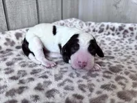 Chip, a male Labradoodle for sale in Dunn, NC – Photo 5 of 7