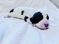 Chip Chocolate/white / CKC registered , a male Labradoodle for sale in Dunn, NC – Photo 8 of 10