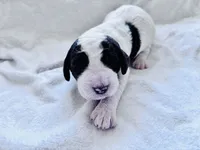 Chip Chocolate/white / CKC registered , a male Labradoodle for sale in Dunn, NC – Photo 10 of 10