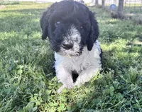 Nova  Blk/white parti F1b , a female Labradoodle and Poodle - Standard  for sale in Dunn, NC – 2 of 6