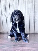 Luna CKC curly, a female Labradoodle for sale in Dunn, NC – 2 of 9