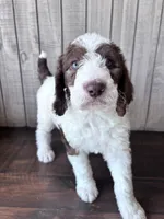 Chip CKC , a male Labradoodle and Poodle - Standard  for sale in Dunn, NC – 4 of 8