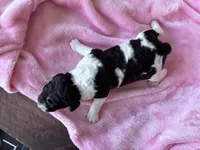 April , a female Labradoodle for sale in Dunn, NC – Photo 5 of 7