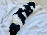 April Blk/white parti, a female Labradoodle for sale in Dunn, NC – Photo 6 of 8