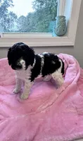 April Blk/white parti F1b , a female Labradoodle and Poodle - Standard  for sale in Dunn, NC – 2 of 7