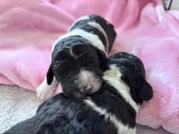 April , a female Labradoodle for sale in Dunn, NC – Photo 3 of 7