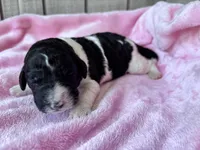 April , a female Labradoodle for sale in Dunn, NC – Photo 2 of 7