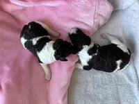 April , a female Labradoodle for sale in Dunn, NC – Photo 6 of 7