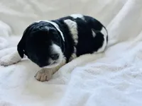 April Blk/white parti, a female Labradoodle for sale in Dunn, NC – Photo 8 of 8