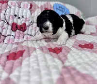 April Blk/white parti, a female Labradoodle for sale in Dunn, NC – Photo 3 of 8