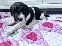 April Blk/white parti F1b , a female Labradoodle for sale in Dunn, NC – Photo 2 of 8
